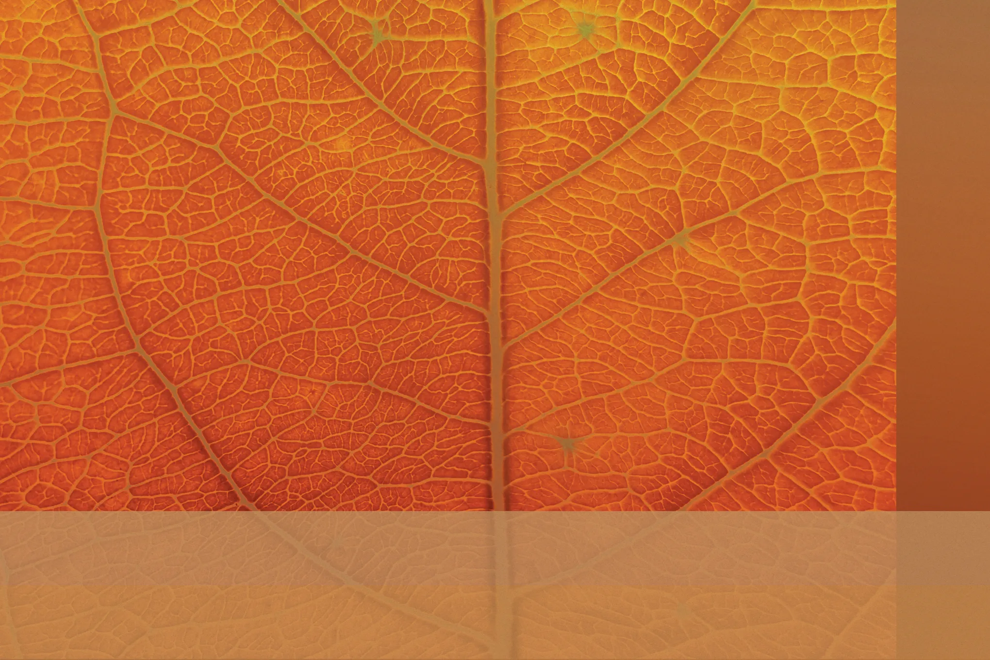 Header Background